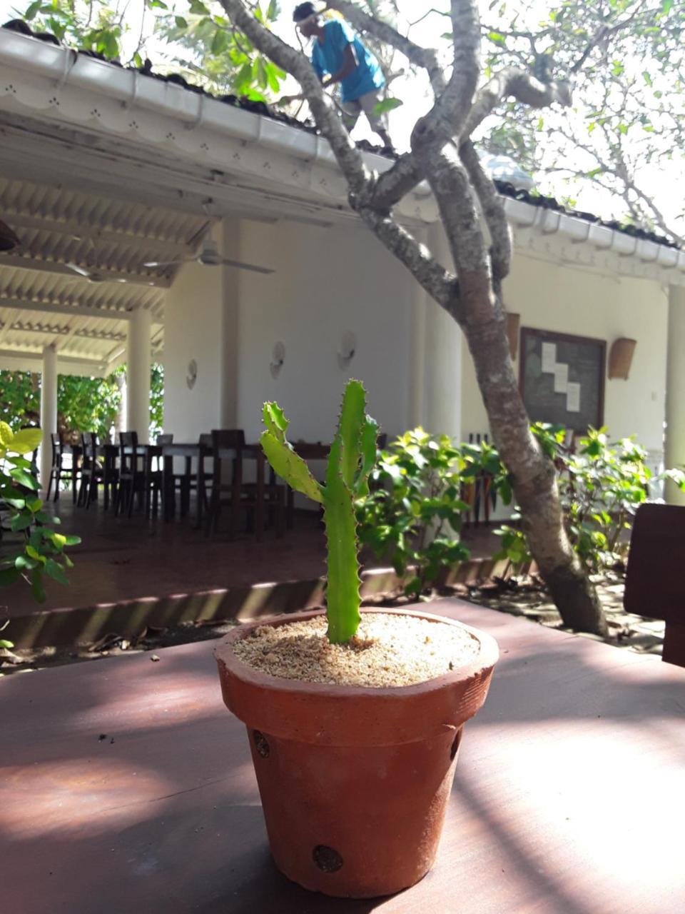 Palm Villa Mirissa Banduramulla Ngoại thất bức ảnh