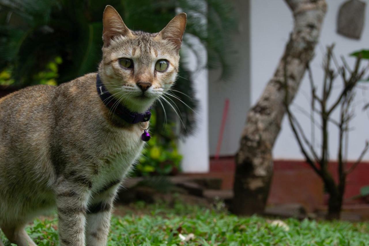Palm Villa Mirissa Banduramulla Ngoại thất bức ảnh
